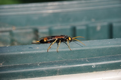 Urocerus flavicornis