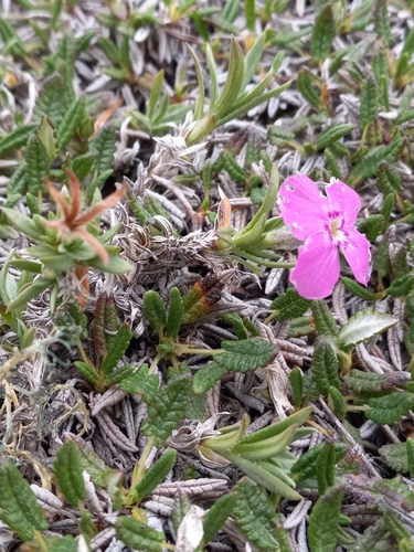 Image of Phlox richardsonii by no rights reserved