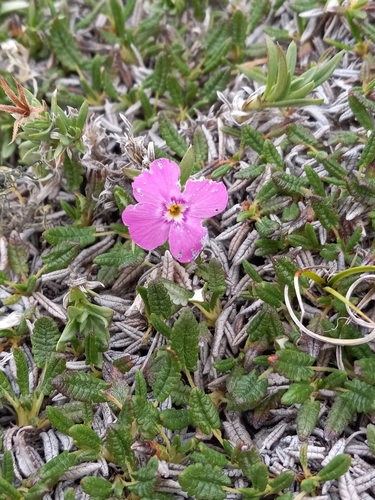 Image of Phlox richardsonii by no rights reserved