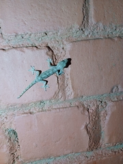 Hemidactylus leschenaultii