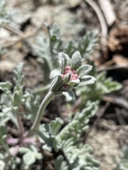 Chaenactis thompsonii