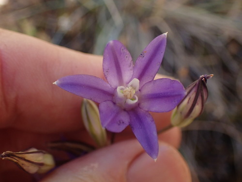 Image of Brodiaea rosea by no rights reserved