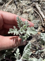 Chaenactis thompsonii