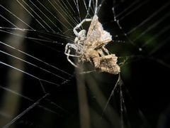 Prismosticta fenestrata