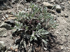 Chaenactis thompsonii