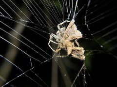 Prismosticta fenestrata