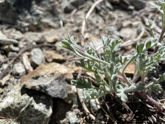 Chaenactis thompsonii