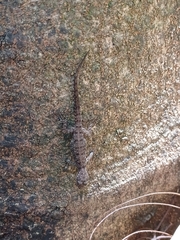 Cnemaspis mysoriensis