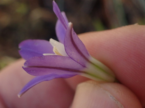 Image of Brodiaea rosea by no rights reserved