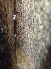 Cnemaspis mysoriensis