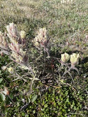 Castilleja elegans