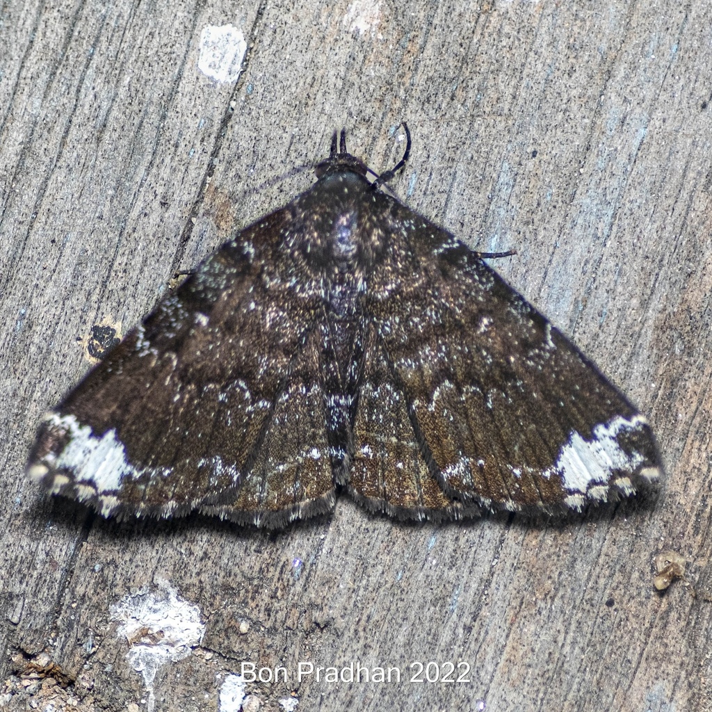 Adrapsa atratalis