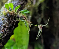 Specklinia cactantha