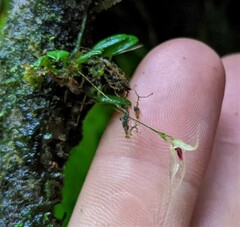 Specklinia cactantha