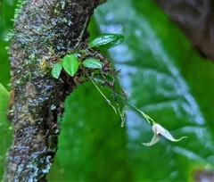 Specklinia cactantha