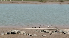 Calidris tenuirostris
