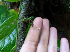 Specklinia cactantha