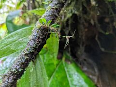 Specklinia cactantha