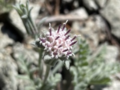 Chaenactis thompsonii