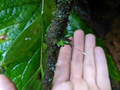 Specklinia cactantha