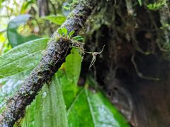 Specklinia cactantha