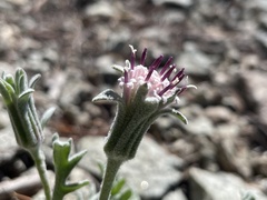 Chaenactis thompsonii