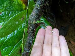 Specklinia cactantha
