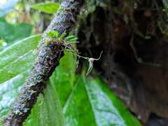 Specklinia cactantha