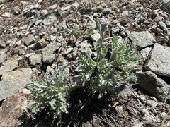 Chaenactis thompsonii