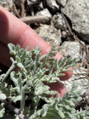 Chaenactis thompsonii