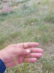 Stipa krylovii