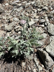 Chaenactis thompsonii