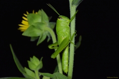 Schistocerca obscura