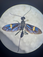 Pristaulacus fasciatus