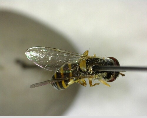 iNaturalist observation photo of Syrphini