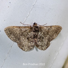 Abaciscus tristis