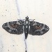 Eupithecia albibaltea - Photo (c) Bon Pradhan, algunos derechos reservados (CC BY-NC), uploaded by Bon Pradhan