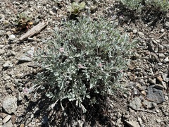 Chaenactis thompsonii