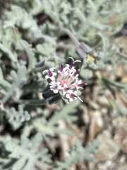 Chaenactis thompsonii