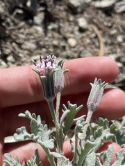 Chaenactis thompsonii