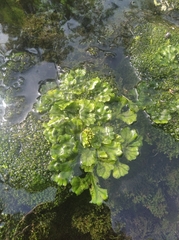 Marchantia polymorpha montivagans