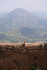 Psammophilus dorsalis