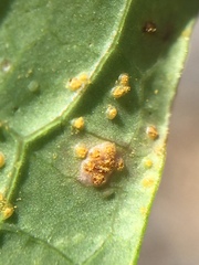 Miyagia pseudosphaeria