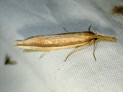 Donacaula albicostellus