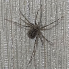 Ovtsharenkoia pallida