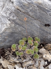 Potentilla subvahliana