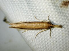 Donacaula albicostellus