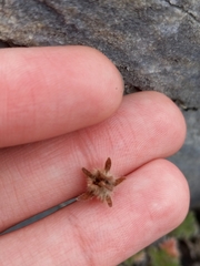 Potentilla subvahliana