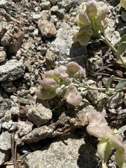 Physaria alpestris