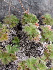 Potentilla subvahliana